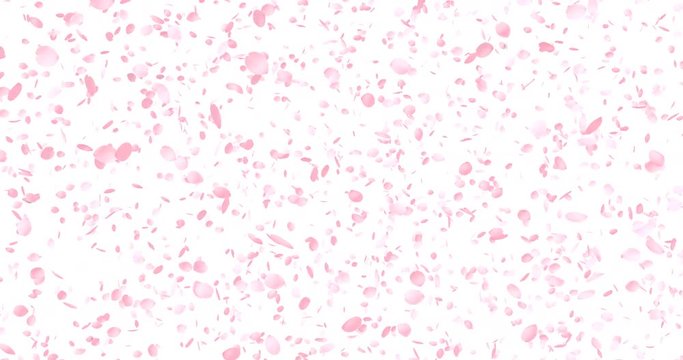 Cherry Blossoms, Pink Flower Petals, with Alpha Channel, 4K, Seamless Loop