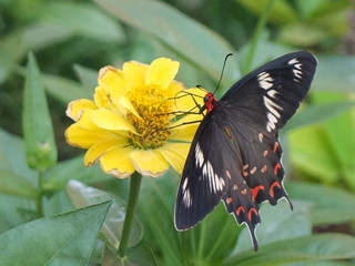 flower and the butterfly