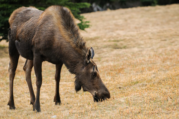 Wild Moose (Alces alces)