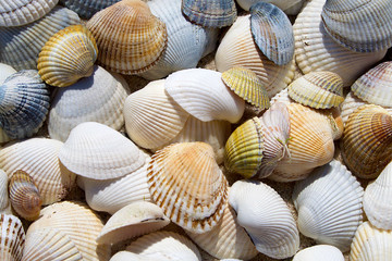 Background of seashells