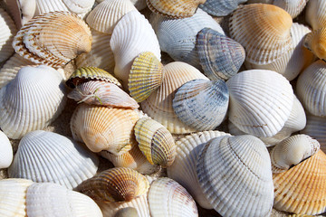 Background of seashells