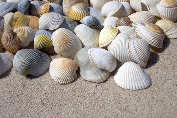 Background of seashells