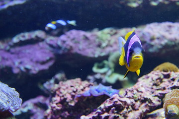 Fototapeta na wymiar 熱帯魚　　カラフル　水族館　ハタ科　海水魚　水族館　水槽　幻想的な　照明　ライトアップ　