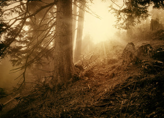 Misty morning in autumn forest. Art photo in sepia.