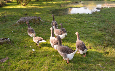 Fototapeta premium Geese live in the farm
