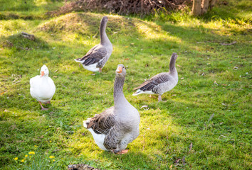 Geese live in the farm