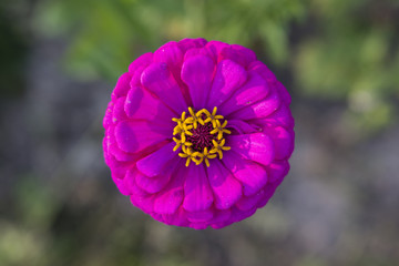 Purple flower Zinnia.