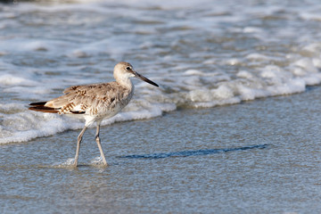 Spotted sandpiper walking on the beach with the incoming ocean tide