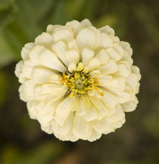 Yellow flower Callistephus.