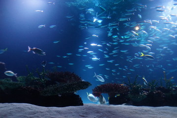水族館　水槽　幻想的な　照明　ライトアップ © Yuko