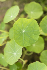 Fototapeta premium Circular green leaves.