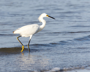 Snowy Egret walking on the beach in the ocean water looking for food