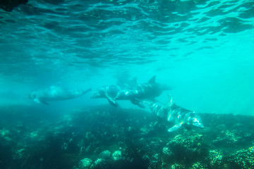 Fototapeta na wymiar Four dolphins swim and play in a pool. Dolphin underwater sea background.