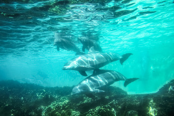 Group of dolphins swim and play in a pool. Dolphin underwater sea background.