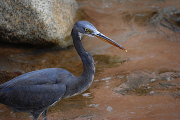 uccello