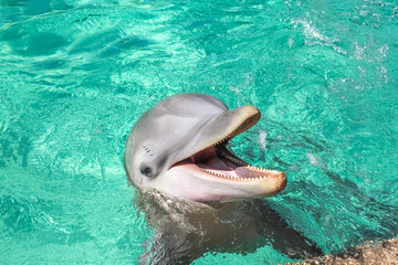 Obraz premium A cute laughing dolphin in the water.