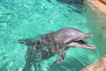 A cute smiling dolphin in the water.