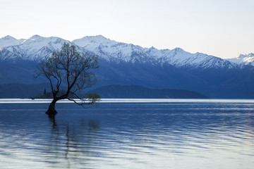 Wanaka tree in New Zealand