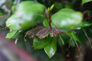 毛虫　イモ虫　害虫
