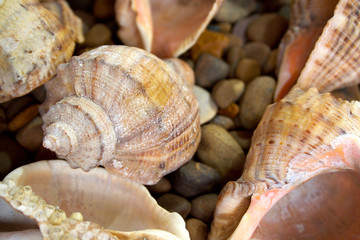 Shells and sea colored stones.