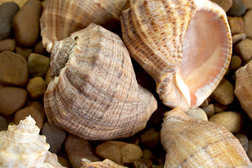 Shells and sea colored stones.