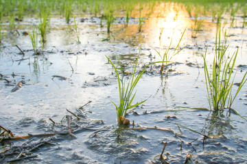 young rice plant in field