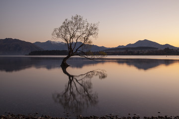 Wanaka tree in sunrise, New Zealand