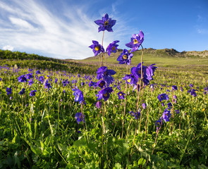 Wild blue flowers named aquilegia alpina in mountains - 122753120