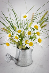 Daisy flowers in watering can