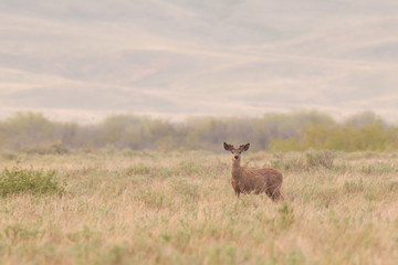 Fototapeta premium White-tailed deer (Odocoileus virginianus)