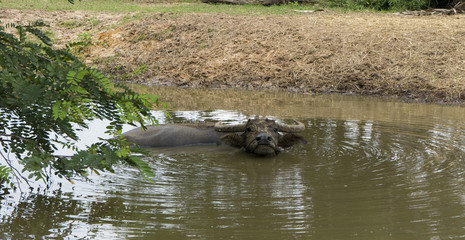 Obraz na płótnie Canvas Buffalo stay in water marsh