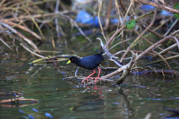 African black crake (Amaurornis flavirostra) in Uganda

