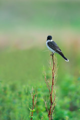 Eastern Kingbird (Tyrannus tyrannus)