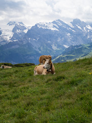 Paisaje alpino en Männlichen, Suiza, rodeado de vacas con sus cencerros típicos en el verano de 2016
OLYMPUS DIGITAL CAMERA