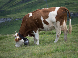 Naklejka na ściany i meble Paisaje alpino en Männlichen, Suiza, rodeado de vacas con sus cencerros típicos en el verano de 2016 OLYMPUS DIGITAL CAMERA