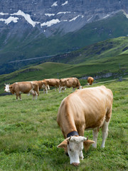 Obraz premium Paisaje alpino en Männlichen, Suiza, rodeado de vacas con sus cencerros típicos en el verano de 2016 OLYMPUS DIGITAL CAMERA