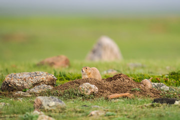 Black-tailed Prairie Dog (Cynomys ludovicianus)