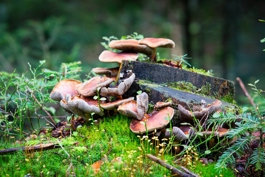 wild mushrooms on wooden stump