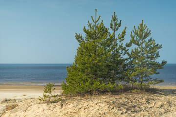 Fototapeta na wymiar Green tree on the beach in spring