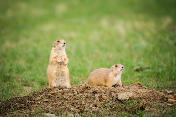 Black-tailed Prairie Dog (Cynomys ludovicianus)