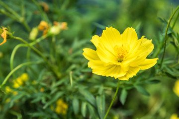 Close up yellow cosmos flower in garden.