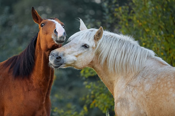 Obraz na płótnie Canvas Horse love and tenderness