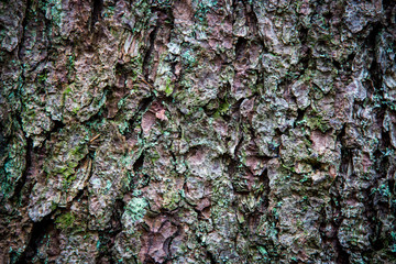 pine tree cortex texture