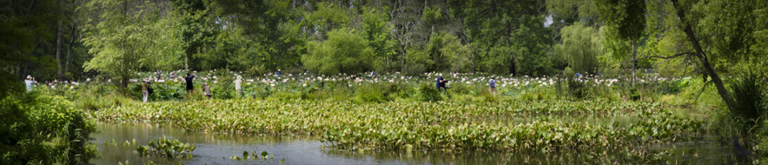 Panorama Kenilworth Aquatic Gardens, Washington DC