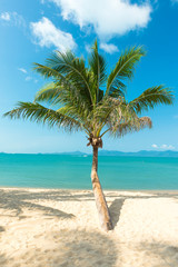 Fototapeta na wymiar palm at sand beach of Samui island Thailand
