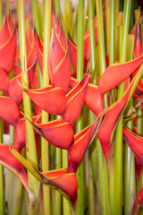 International Flower Exhibition in Moscow in 2016