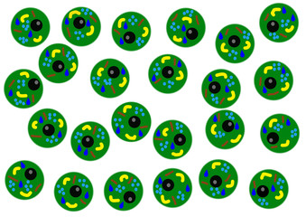 Körperzellen, menschliche Zellen 