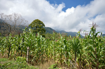 Fototapeta na wymiar Green corn field in the highlands of western Honduras by the Santa Barbara National Park