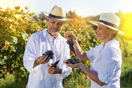 Male And Female Winemaker Tasting Grapes