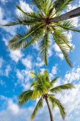 Fototapeta na wymiar Natural background from Boracay island with coconut palms tree l